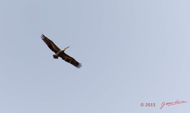 018 LOANGO 2 Tassi Savane et Oiseau Aves Pelican Gris Pelecanus rufescens 15E5K3IMG_106226wtmk.jpg